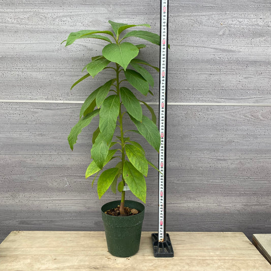 アボカド ピーターソン 5号鉢 ★1本で結実します