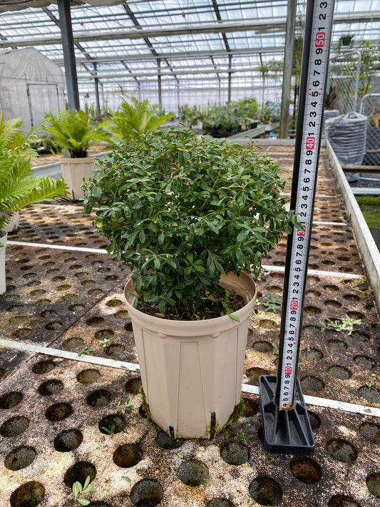 農場創業祭 No.26152 ツゲ 6号スリット鉢/オリジナル色