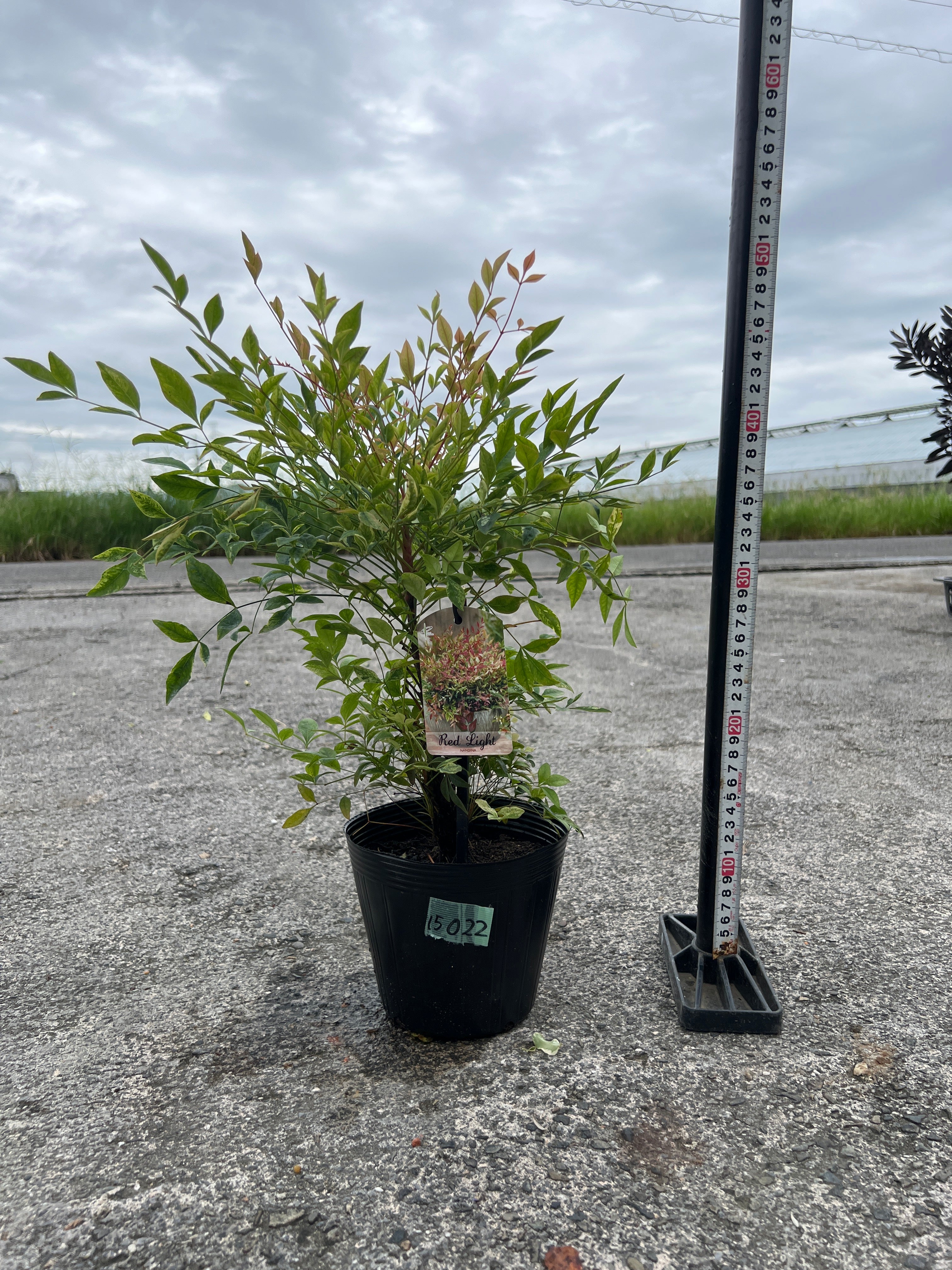 Pickup 全ての商品 – 植物家族
