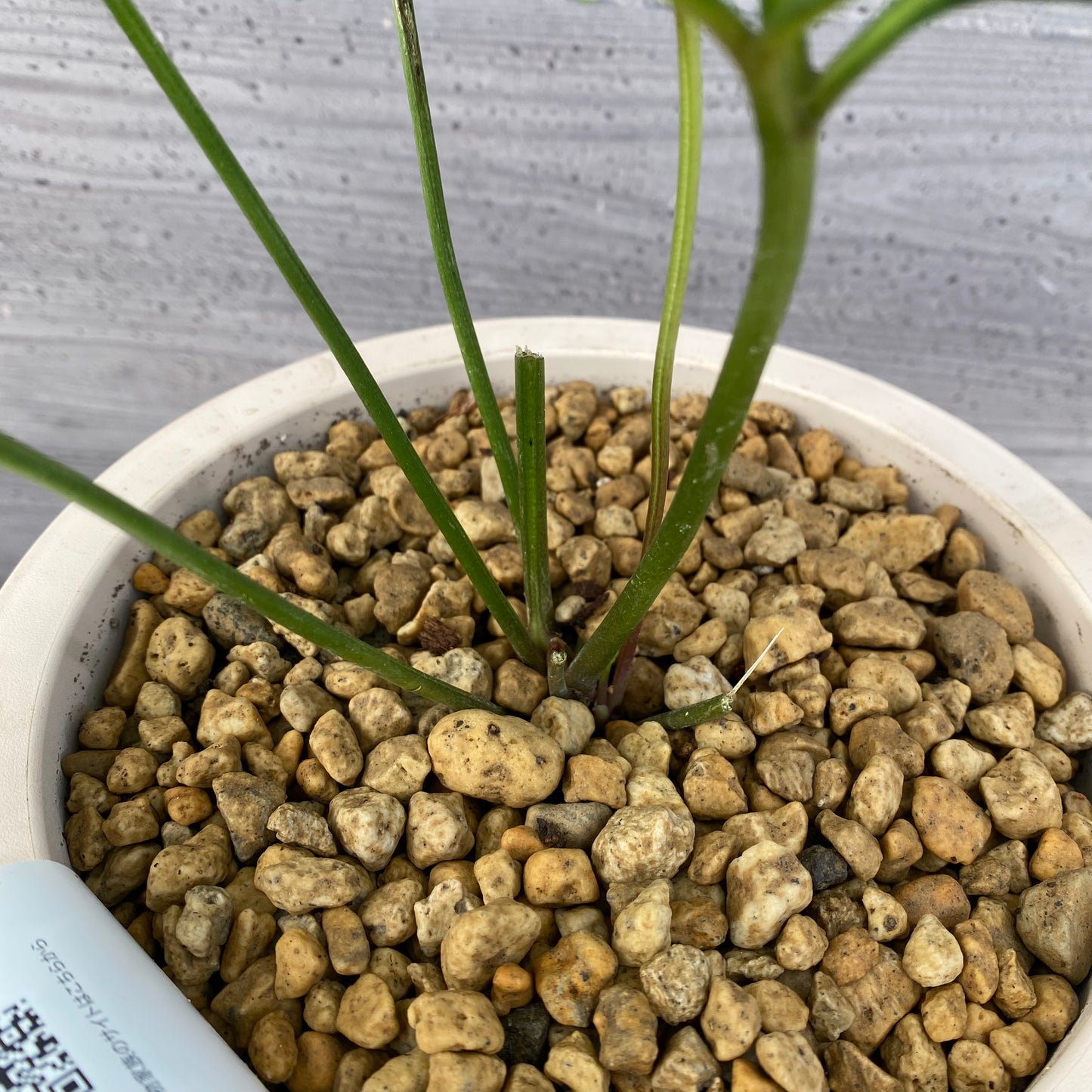 農場創業祭 No.18005　東京都府中市　花郷園★クリスマスローズ　6号オリジナルポット