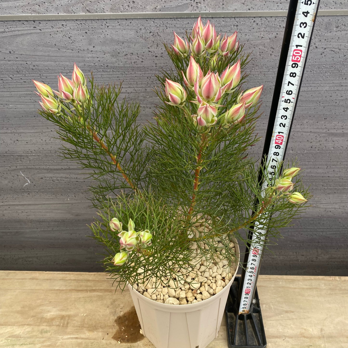 セルリア　プリティピンク　６号スリット鉢/オリジナル色