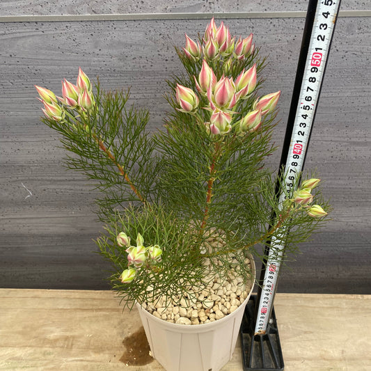 セルリア　プリティピンク　６号スリット鉢/オリジナル色