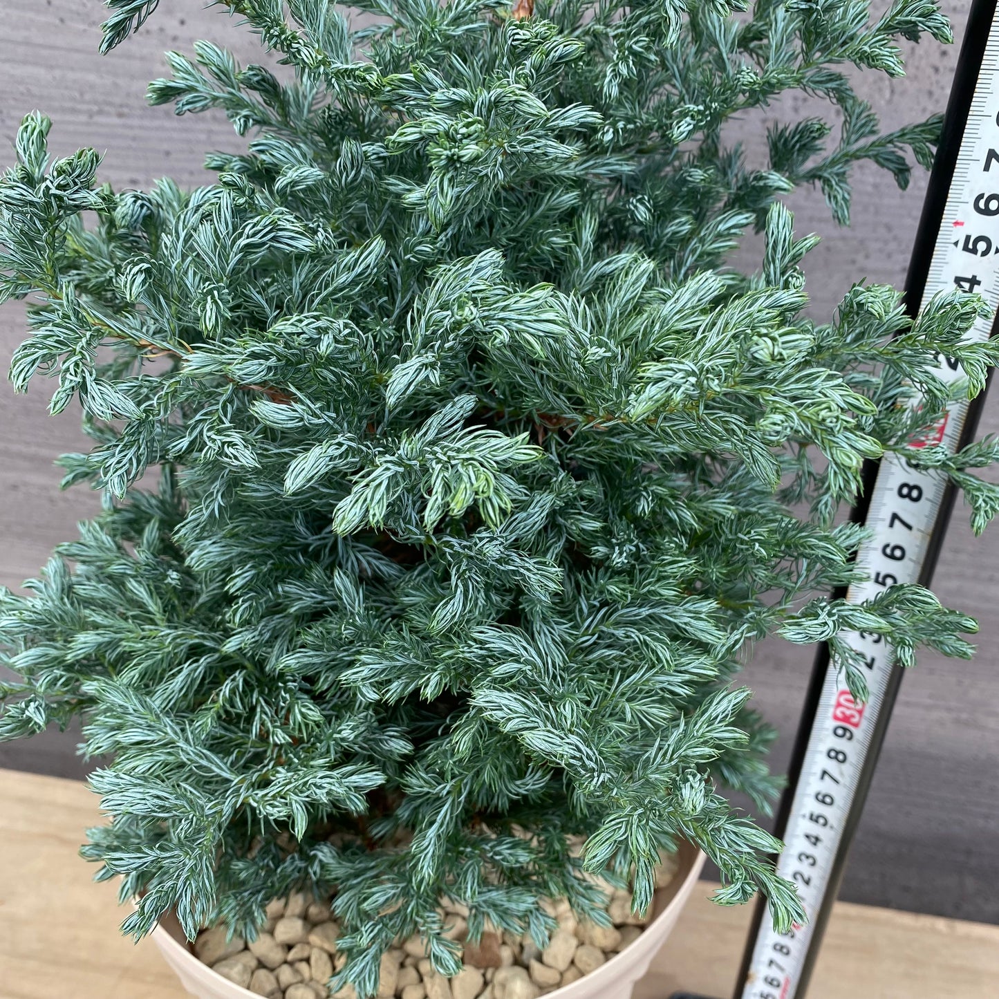 サワラ　ボールバード　7号スリット鉢/オリジナル色