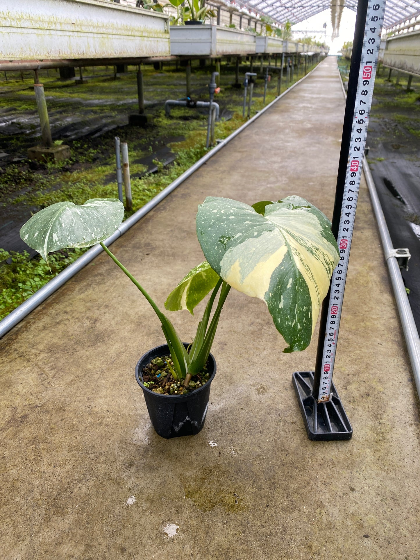 農場創業祭 No.26176　モンステラ　タイコンステレーション　3号鉢