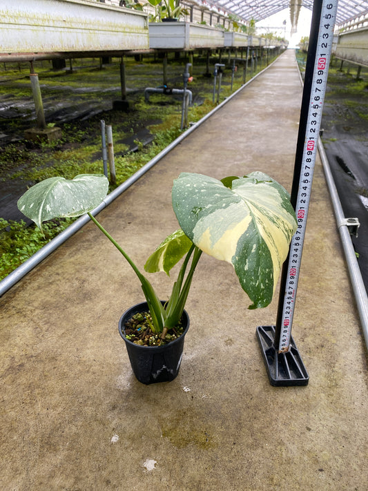 農場創業祭 No.26176　モンステラ　タイコンステレーション　3号鉢