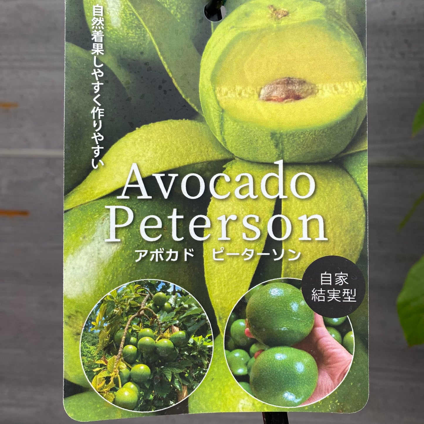 アボカド　ピーターソン　5号鉢　★1本で結実します