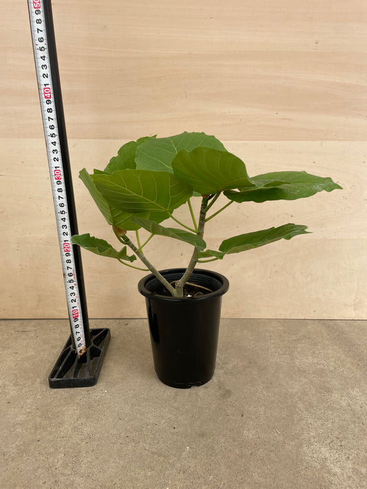 No.27016 フィカス ウンベラータ 4号鉢