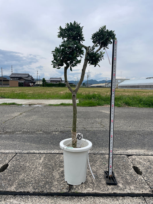 No.09050 オリーブ アルベキーナ 7号鉢