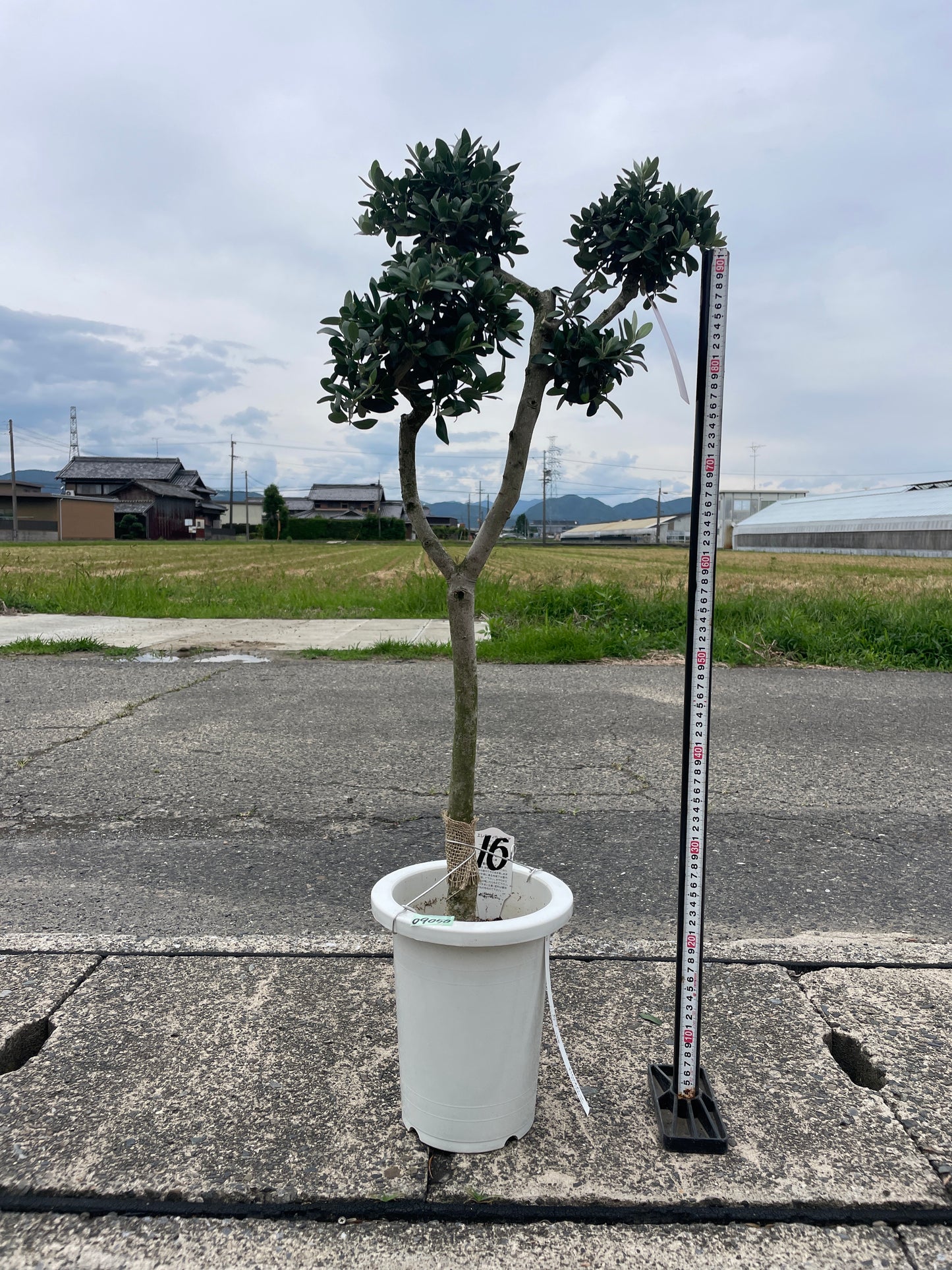 No.09050　オリーブ　アルベキーナ　7号鉢