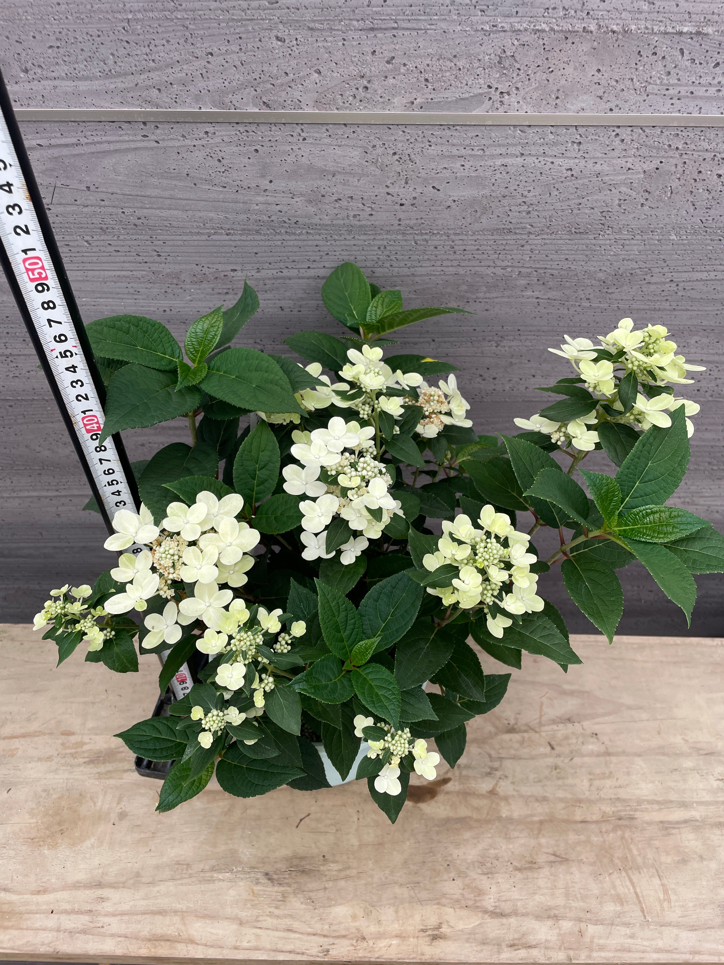 植物 – 植物家族