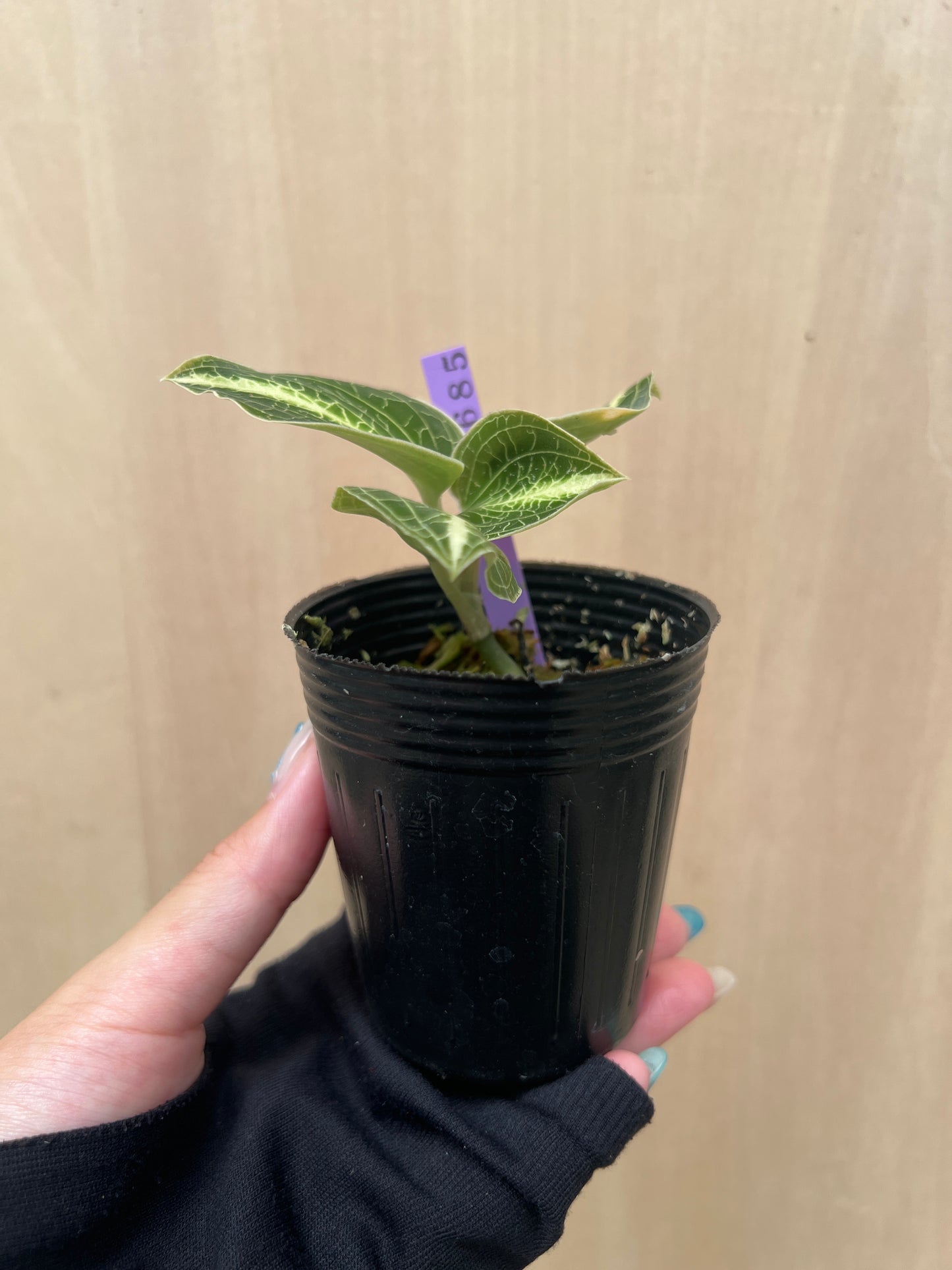 No.04041　ジュエルオーキッド　Anoectochilus lylei mint　2号苗ポット