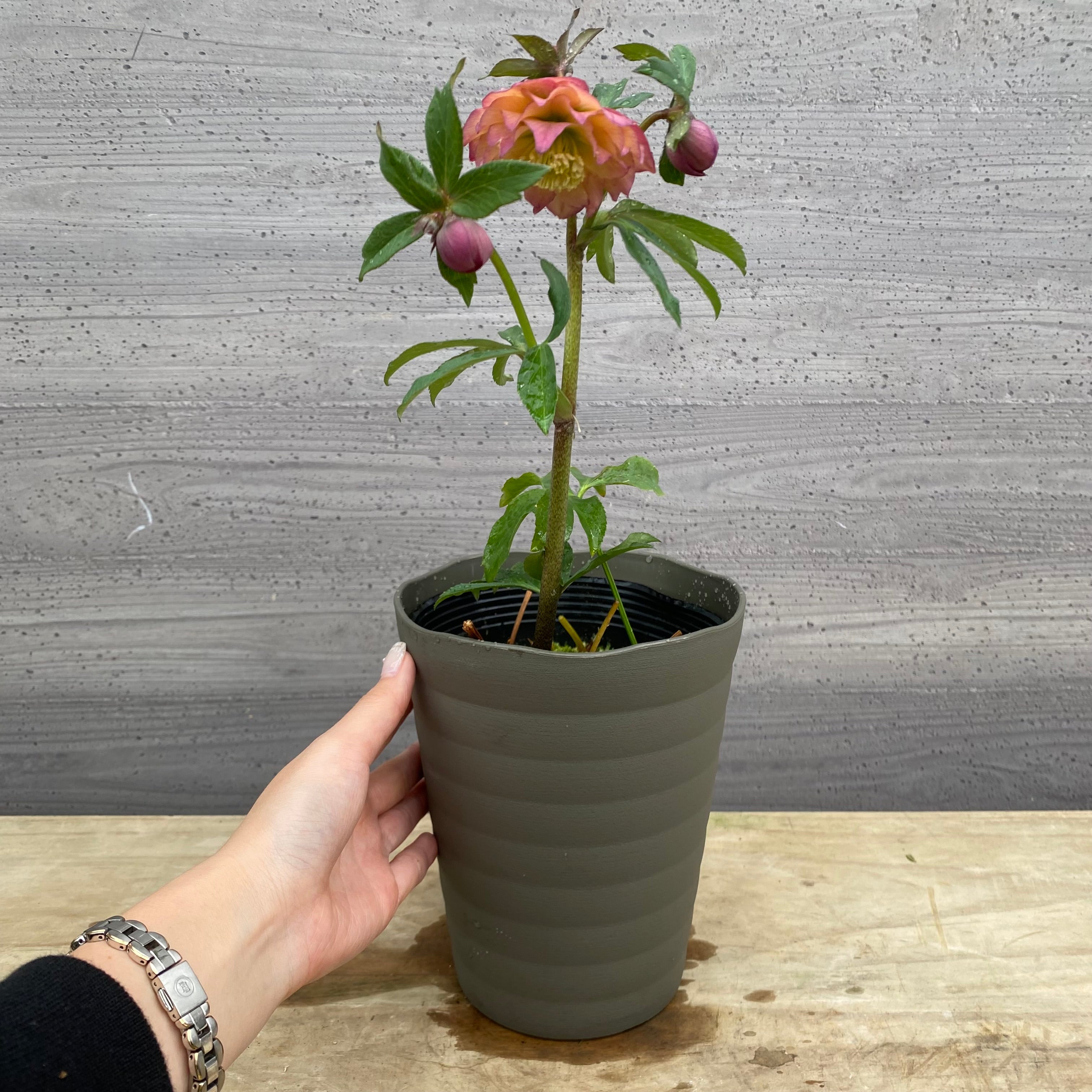 Pickup 全ての商品 – 植物家族