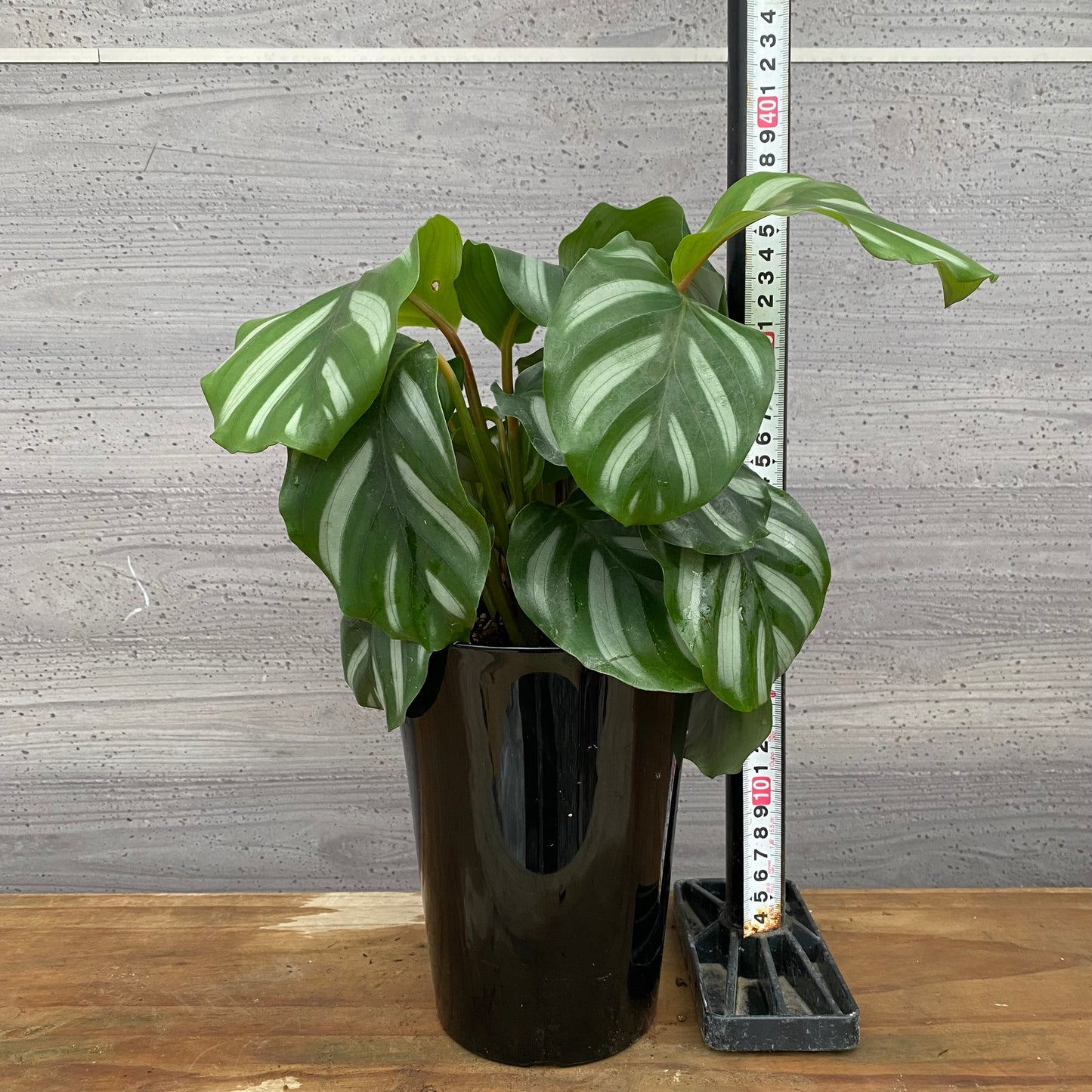 市場仕入れ即売会　No.25038　カラテア　ベサール　5号鉢