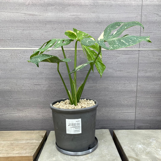 モンステラ　タイコンステレーション　SMOKED PLANTER