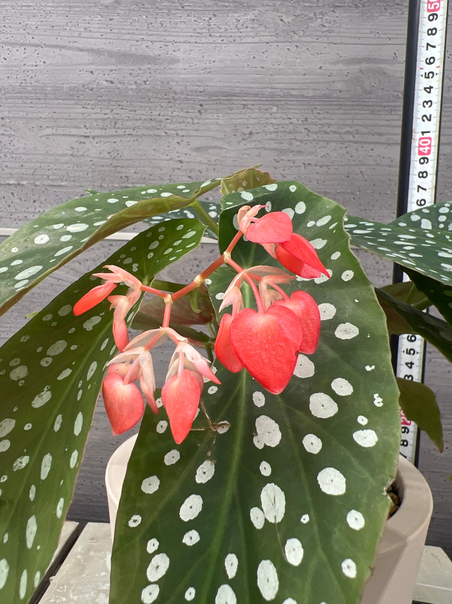 花郷園★木立性ベゴニア　Diamond Rubra　花郷園オリジナル品種　6号ポット植替え済み