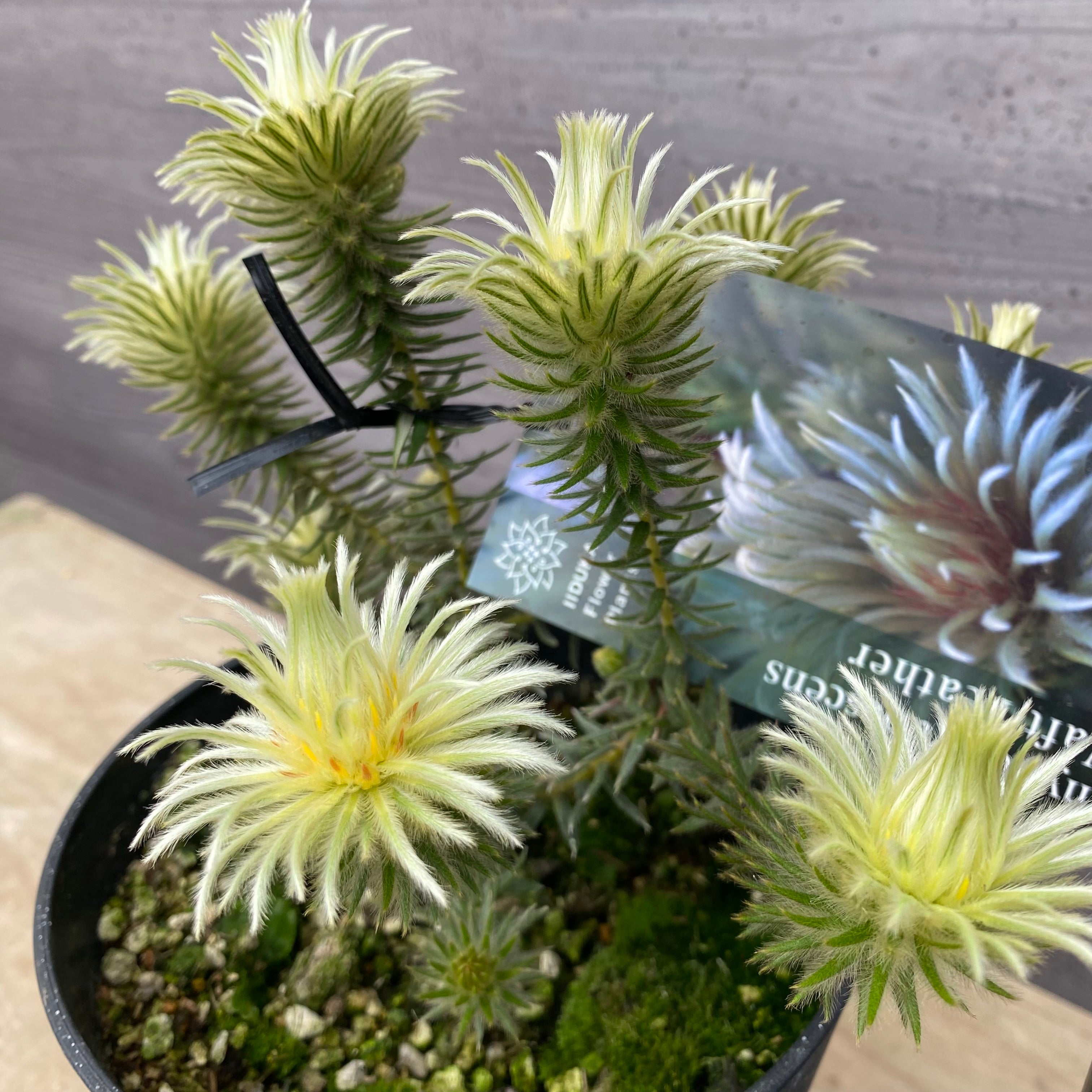 No.12002 フィリカ プベッセンス ワフトフェザー 5号鉢 – 植物家族