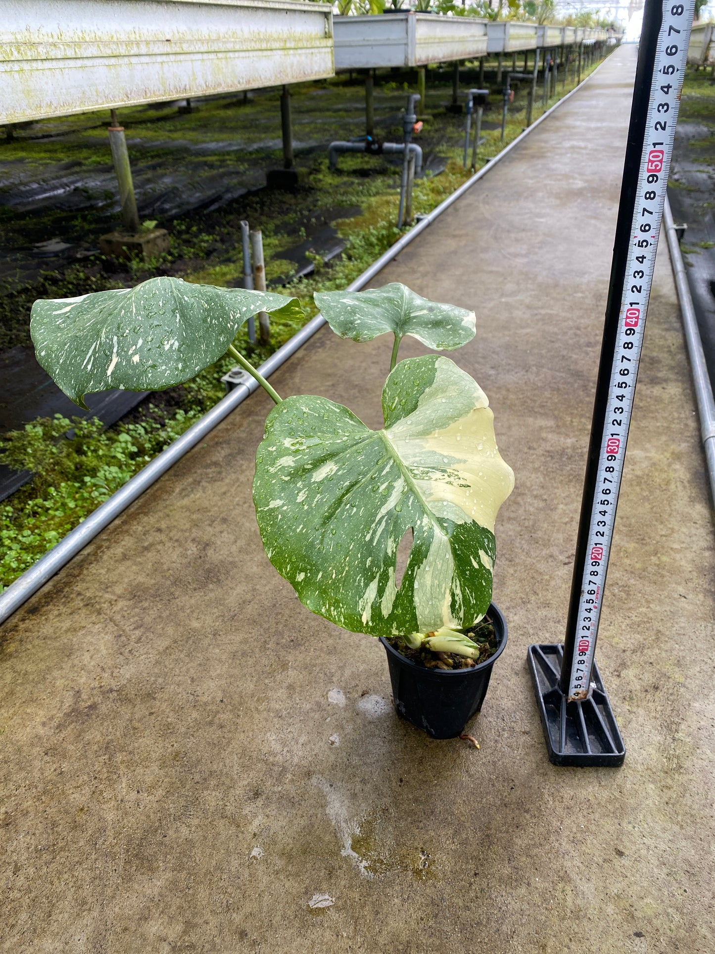 農場創業祭 No.26174　モンステラ　タイコンステレーション　3号鉢