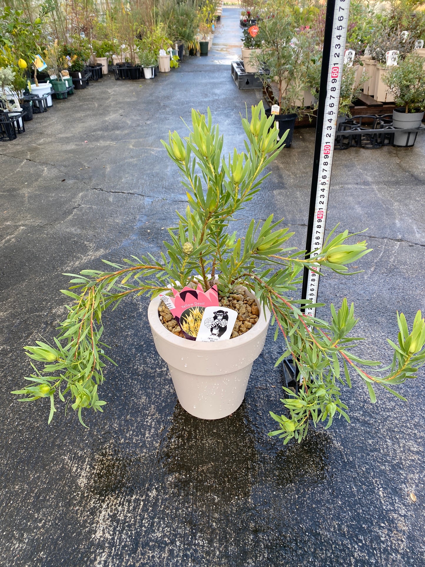 農場創業祭 No.26010　リュウカデンドロン　イエローデビル　7号オリジナルベージュポット