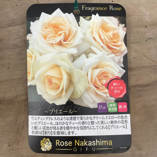 ローズなかしま★フレグランスローズ プリェール 5号鉢