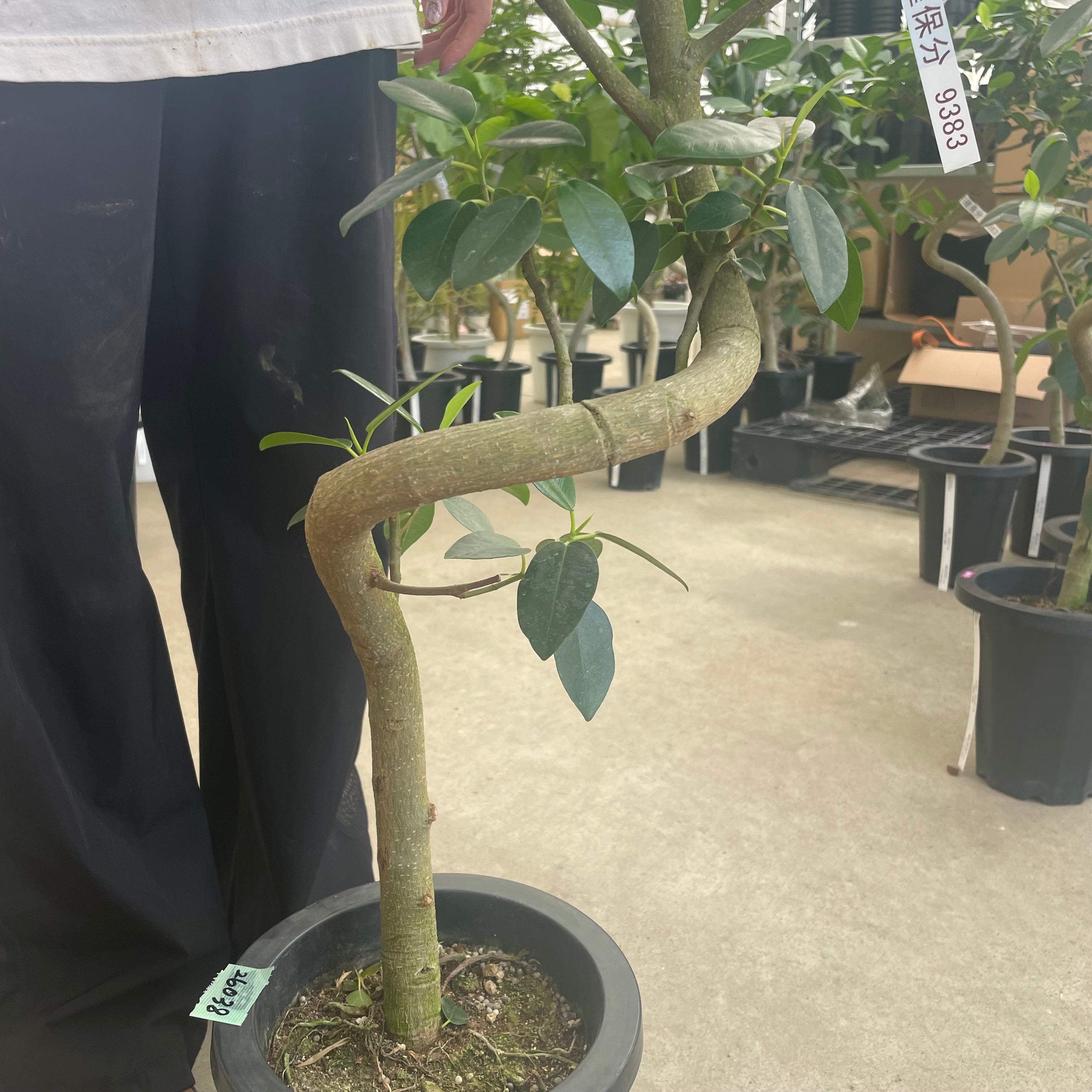 No.26038 フィカス ルビギノーサ（フランスゴムの木） 7号鉢 – 植物家族