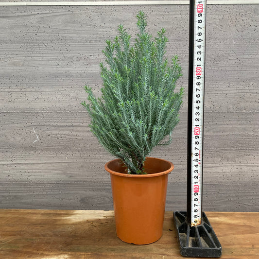 市場仕入れ即売会　No.25084　ローソンヒノキ　シルバースター　4号鉢