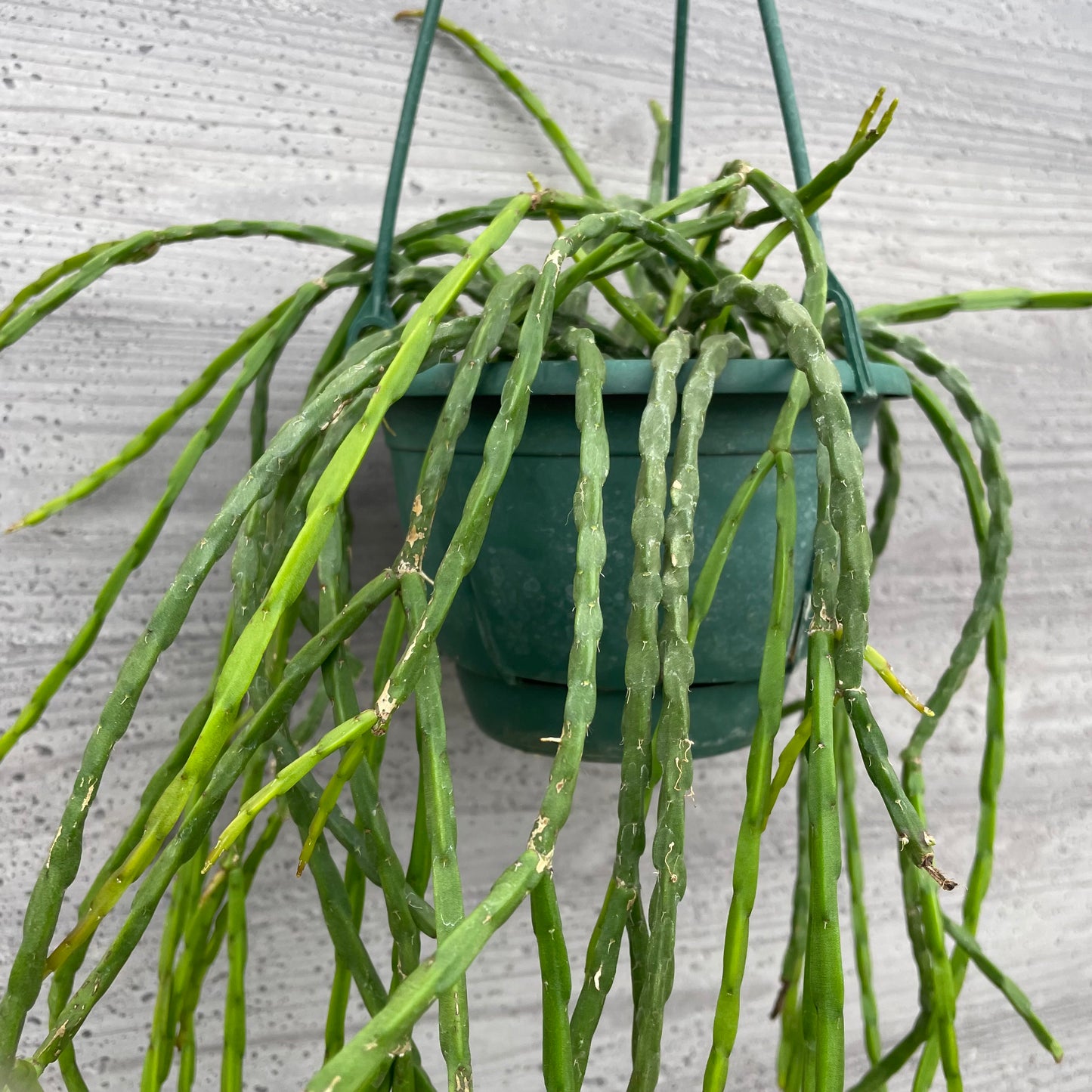 No.27003　社長おすすめ　サボテン　リプサリス　5号吊り鉢