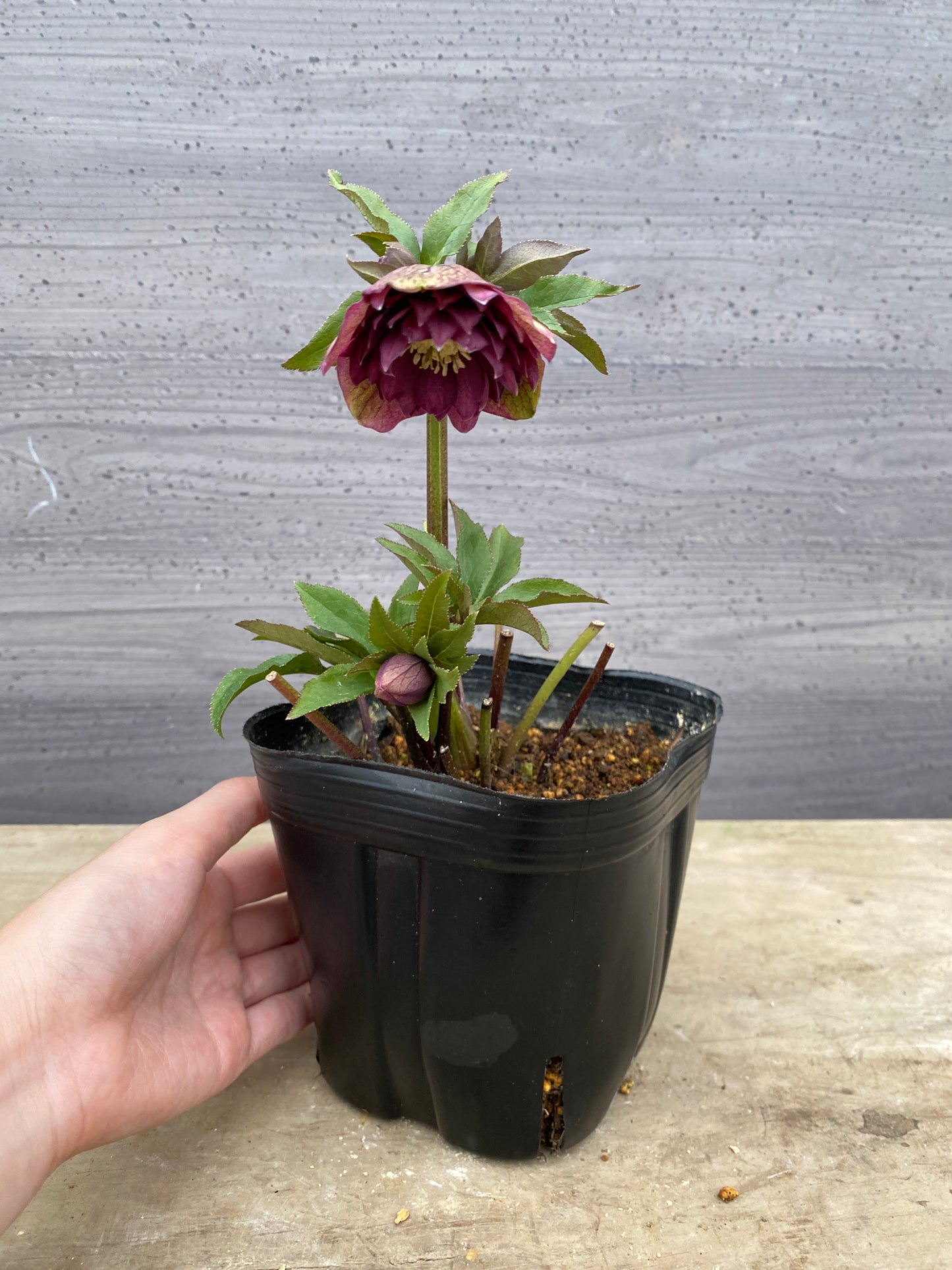 No.05093　横山園芸★クリスマスローズ　プリマドレス　5号苗ポット