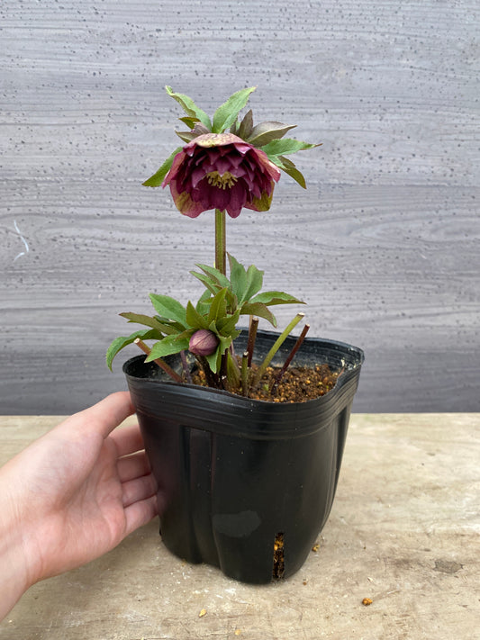 No.05093　横山園芸★クリスマスローズ　プリマドレス　5号苗ポット