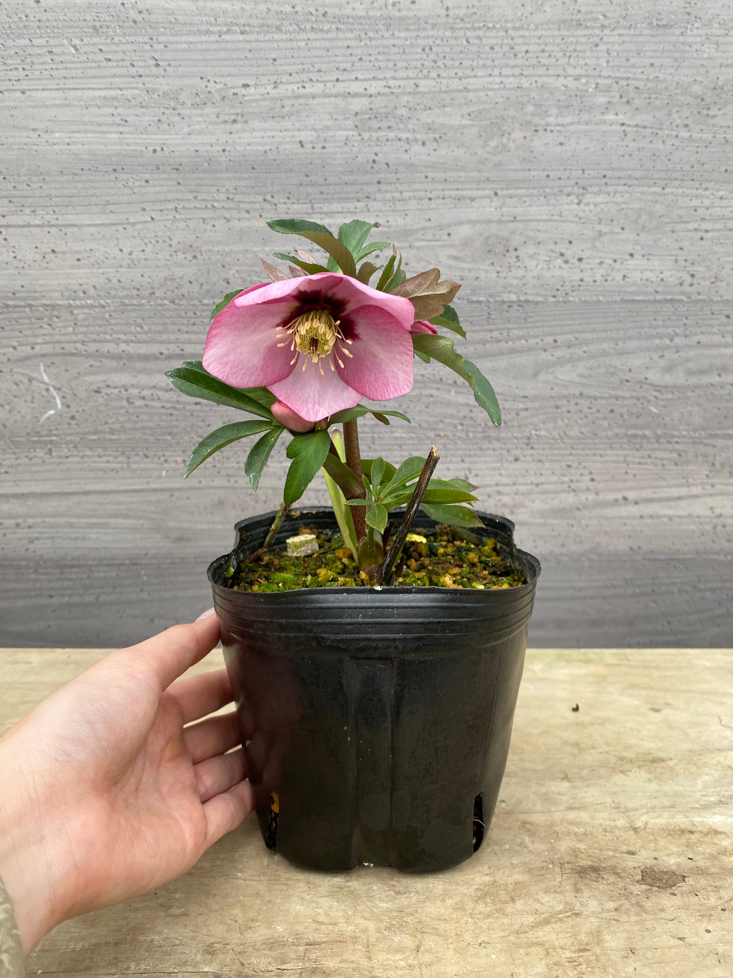 No.05077　横山園芸★クリスマスローズ　シングル咲き　5号苗ポット