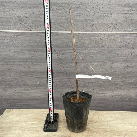 No.13017　サルスベリ　銅葉　ブラックリーフダイヤモンド　ベストレッド　5号苗ポット