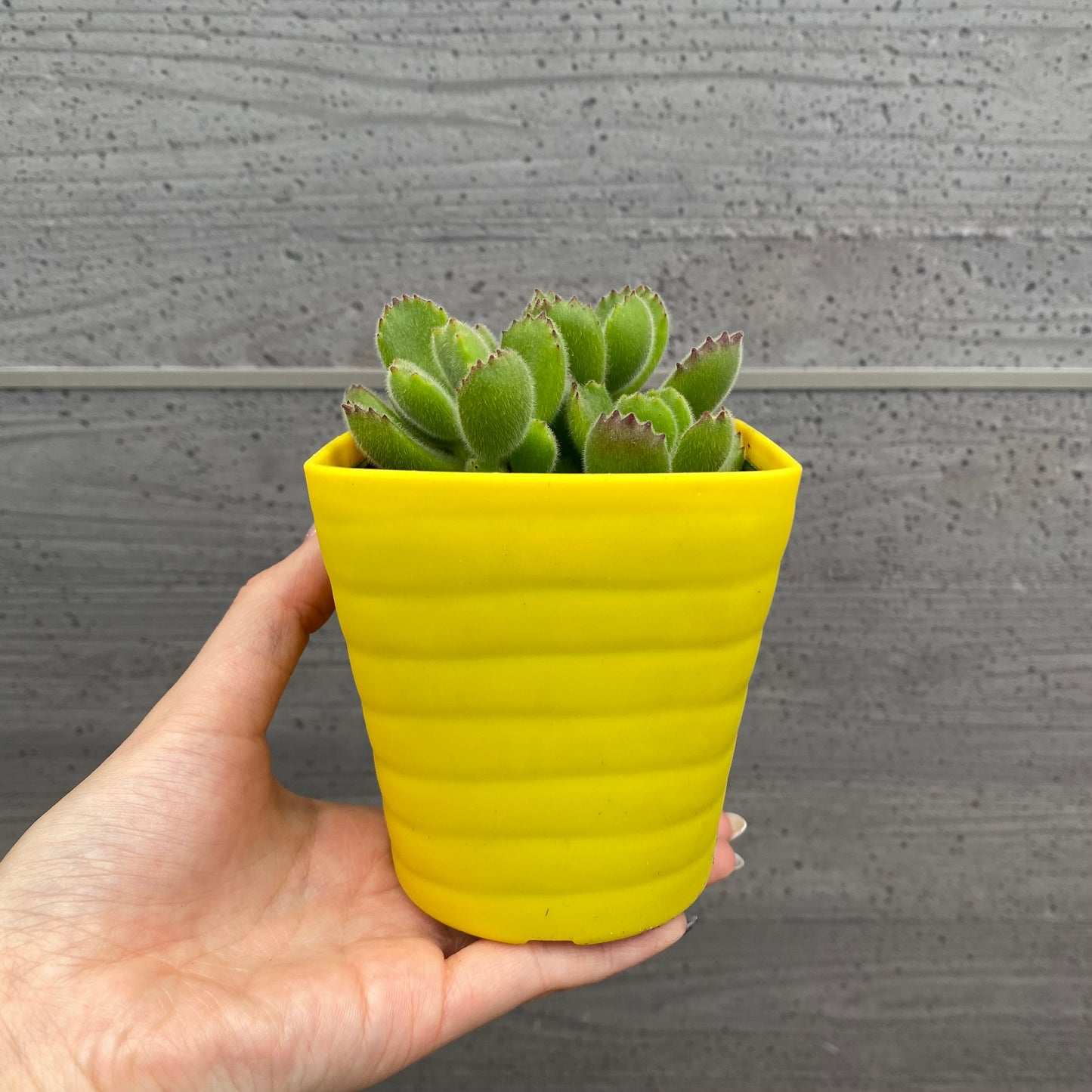 No.08003　多肉植物　5点セット