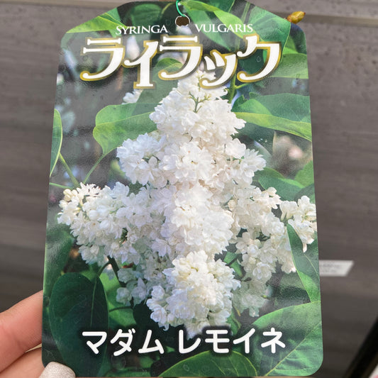 No.1311　ライラック　マダムレモイネ　6号鉢