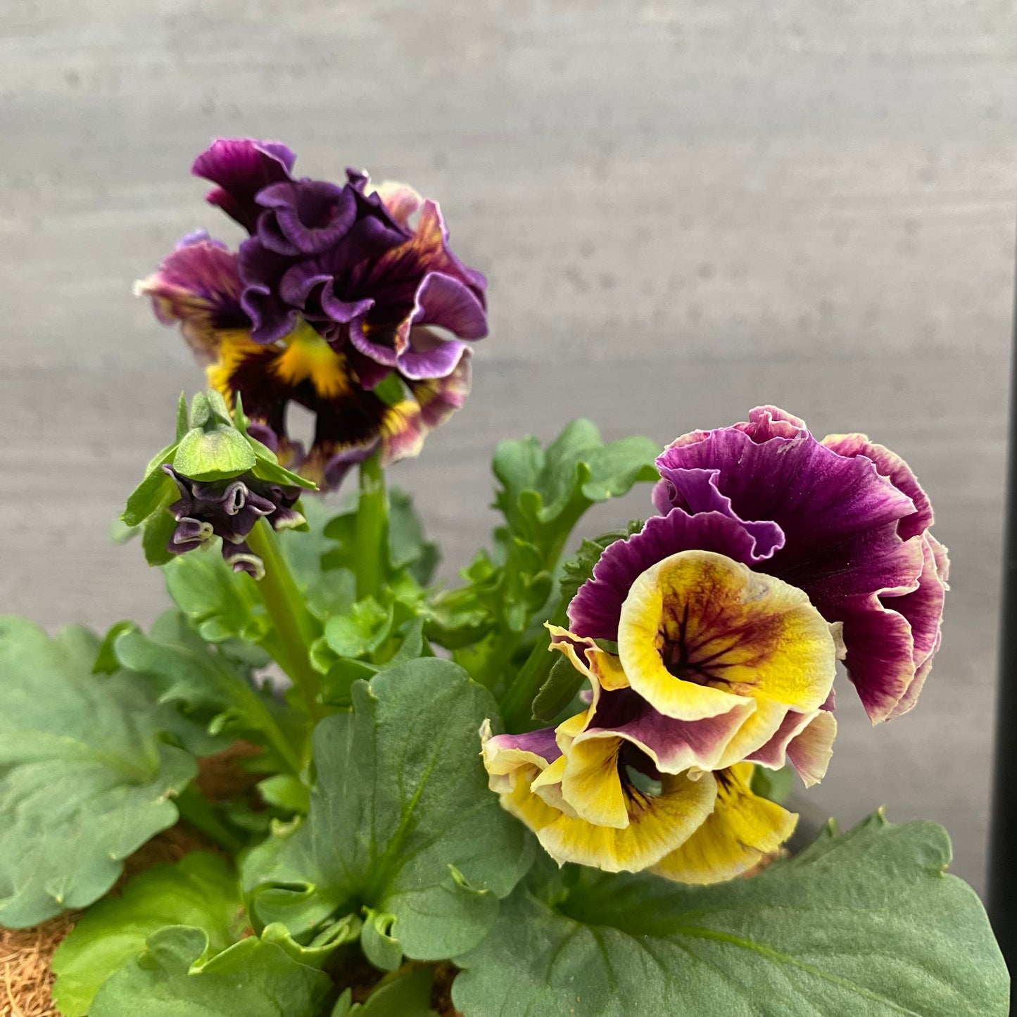 寄せ植えG　キューガーデンポット