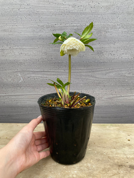 No.05096　横山園芸★クリスマスローズ　プリマドレス　5号苗ポット