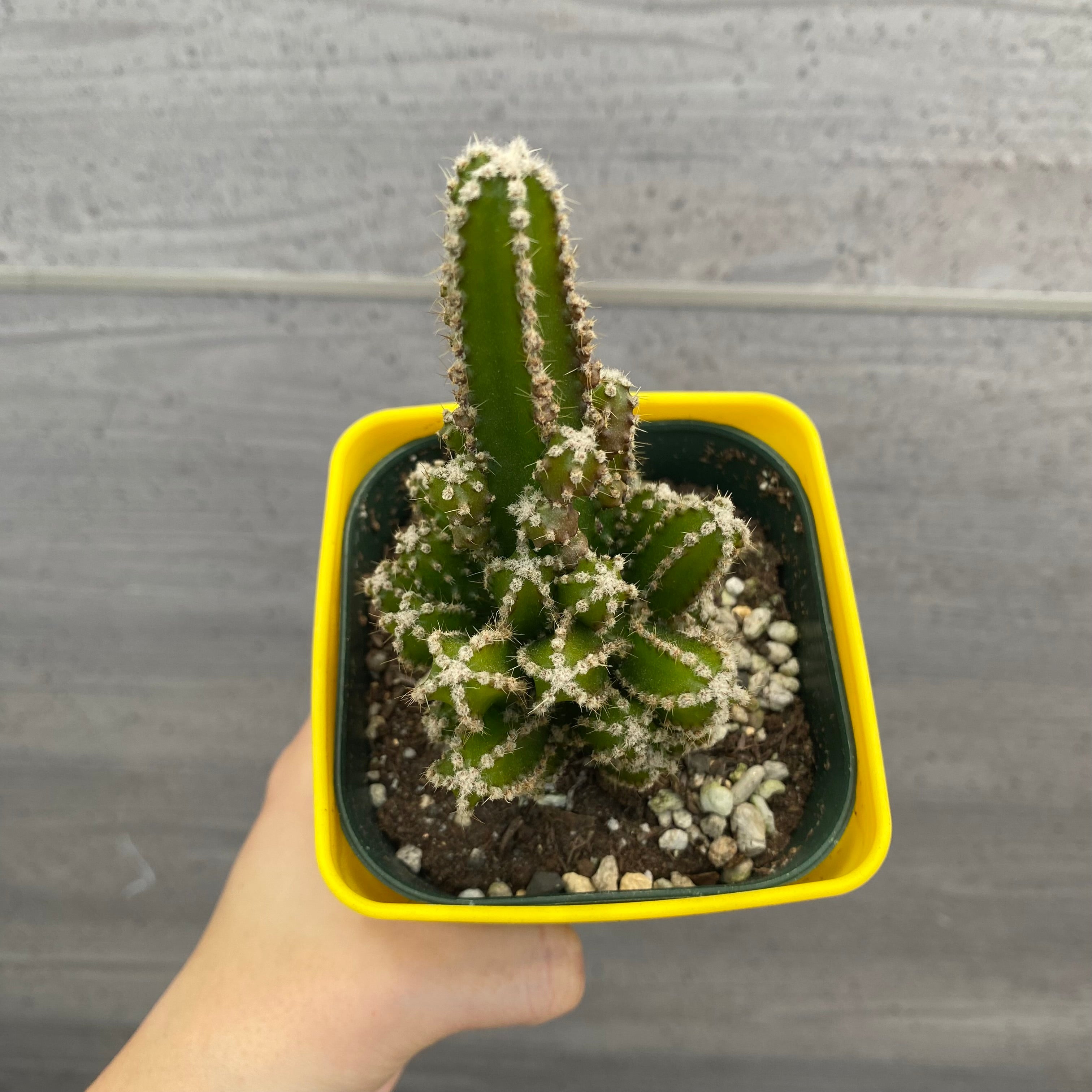 No.08004 多肉植物 5点セット – 植物家族