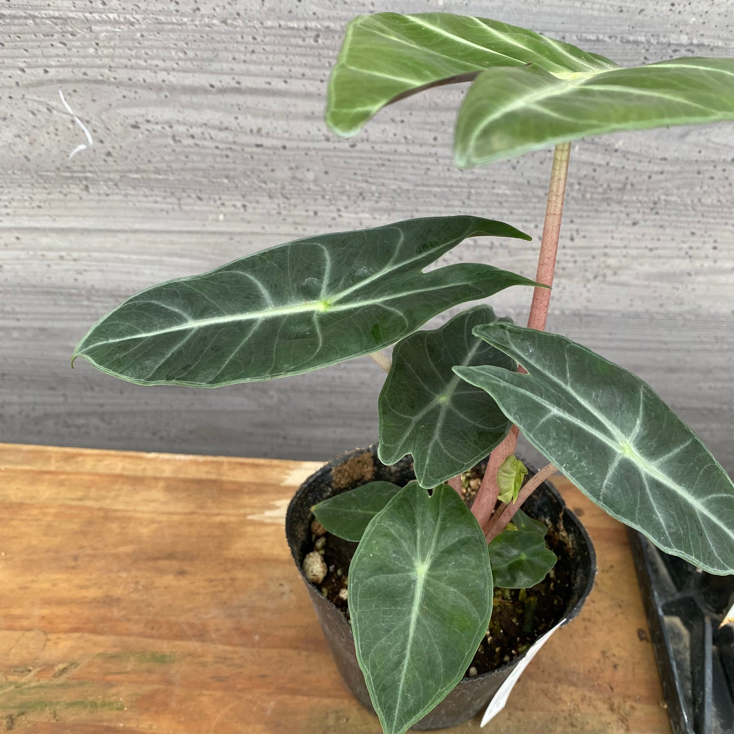 市場仕入れ即売会　No.25045　アロカシアD　4号苗ポット