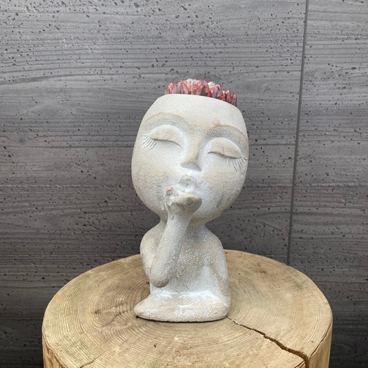 エケベリア ホワイトミニマ錦 ガールポットB