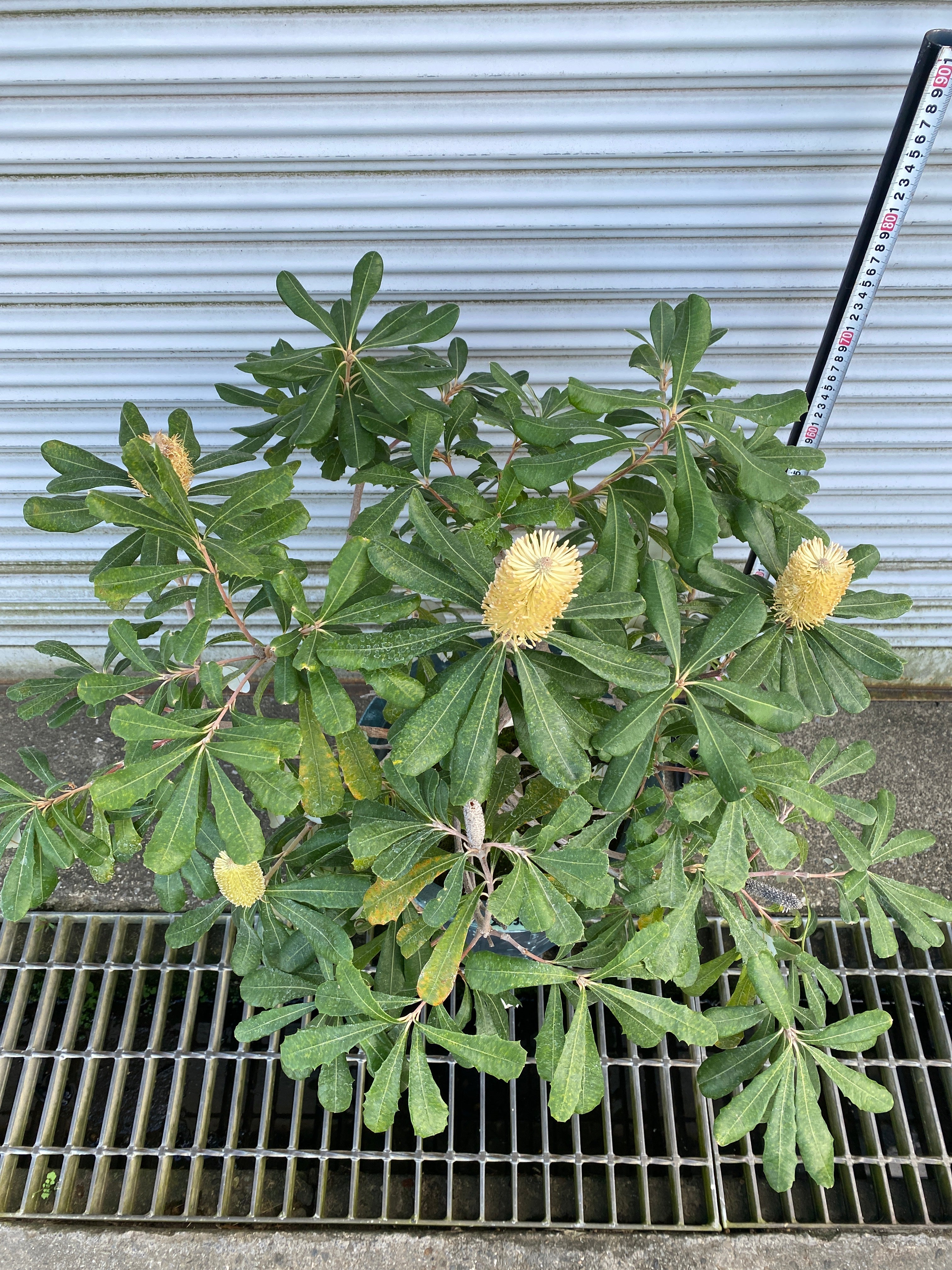 No.28038 コーストバンクシア インテグリフォリア 10号鉢 – 植物家族