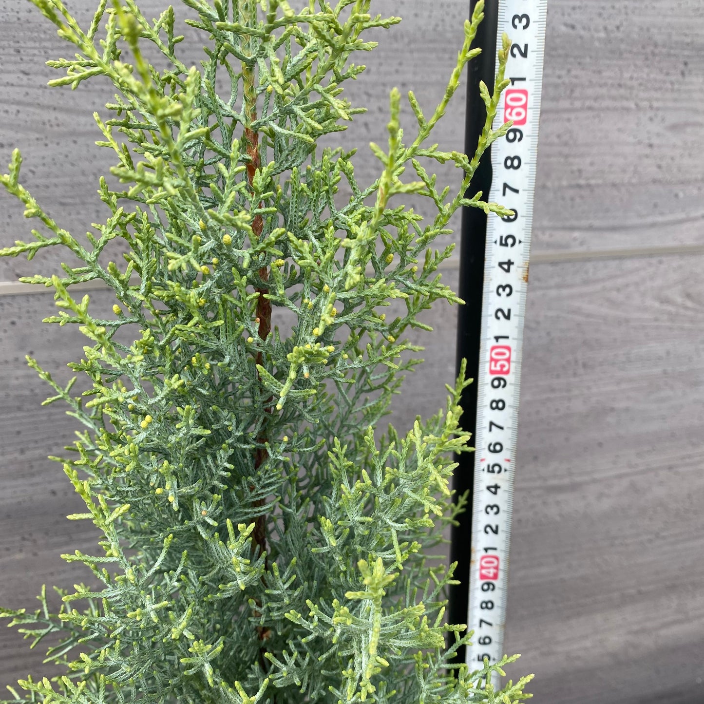 サルフレア　６号スリット鉢/オリジナル色