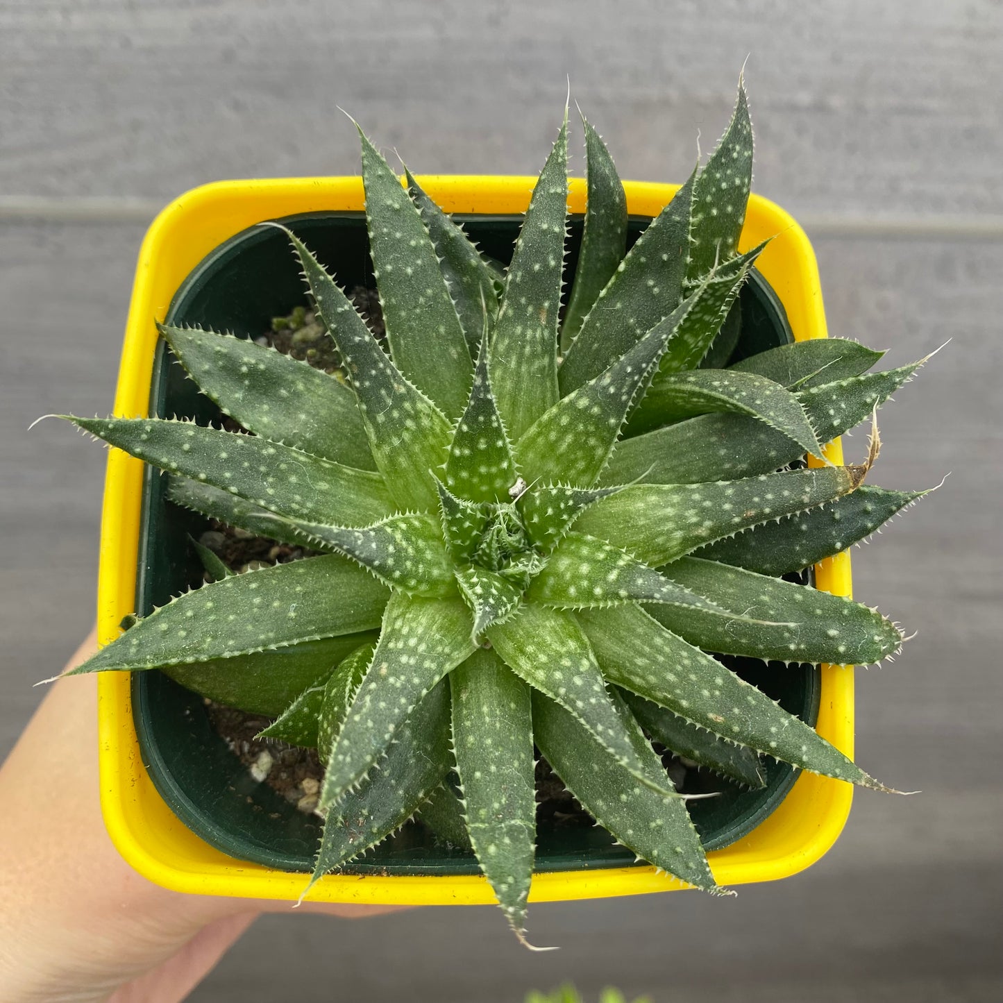 No.08003　多肉植物　5点セット