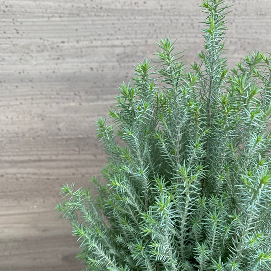 市場仕入れ即売会　No.25084　ローソンヒノキ　シルバースター　4号鉢