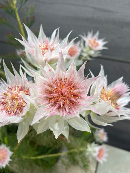 No.10006　セルリア　フロリダ　スパーブブラッシュ　7号鉢