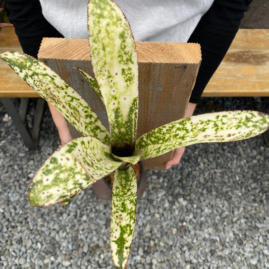 No.26005　ビルベルギア　Casablanca Bromeload　Cultivar Register　足場板仕立て