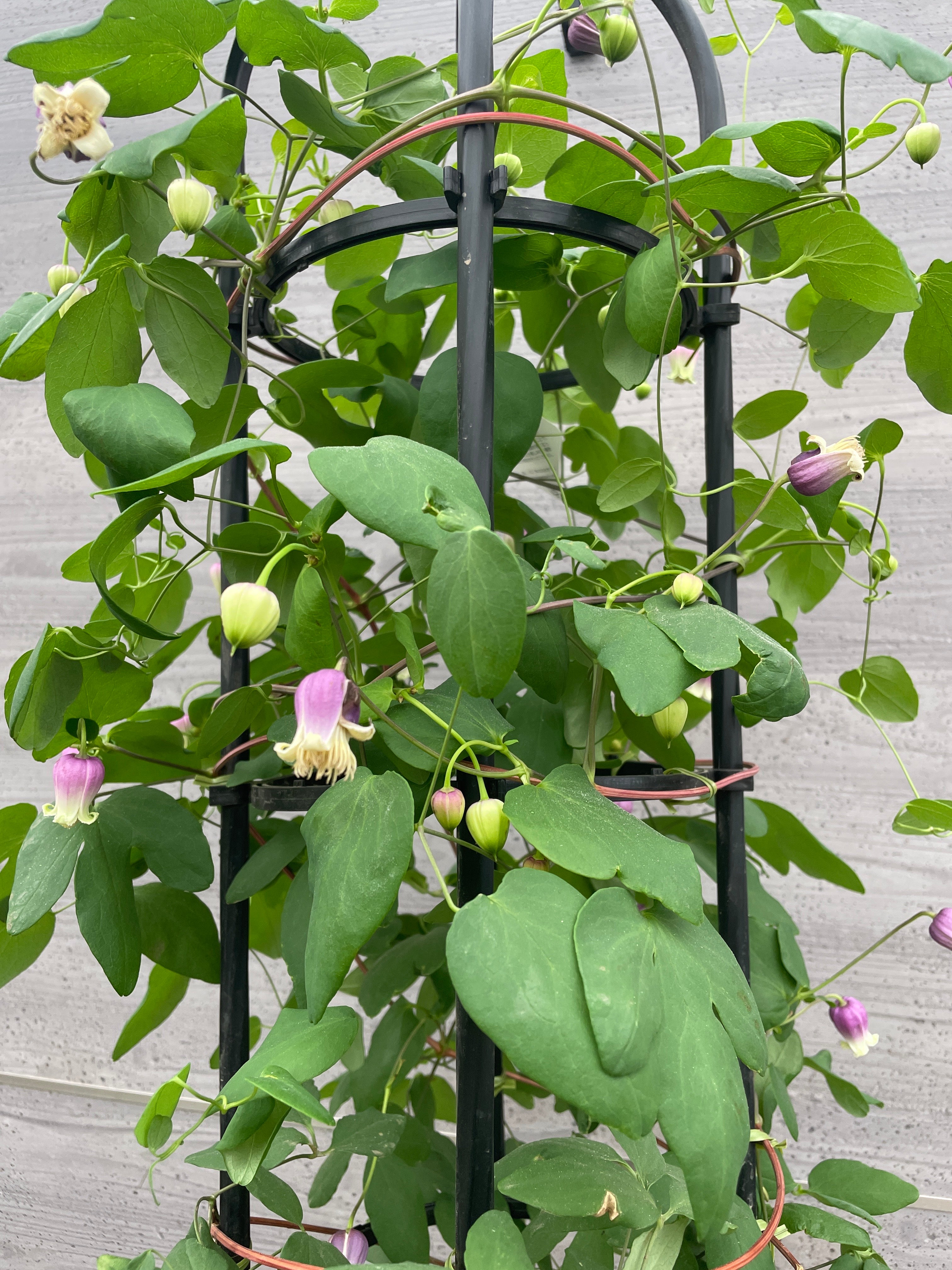 職人仕立て☆クレマチス フェルマータピンク 10号鉢 – 植物家族