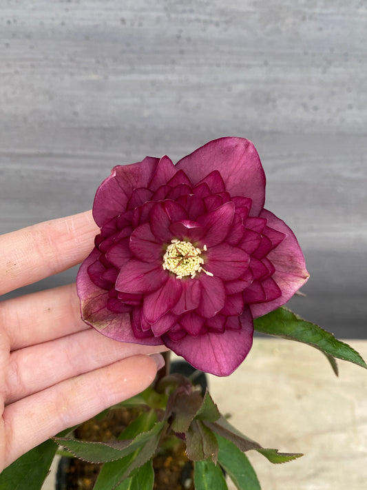 No.05136　横山園芸★クリスマスローズ　プリマドレス　5号苗ポット