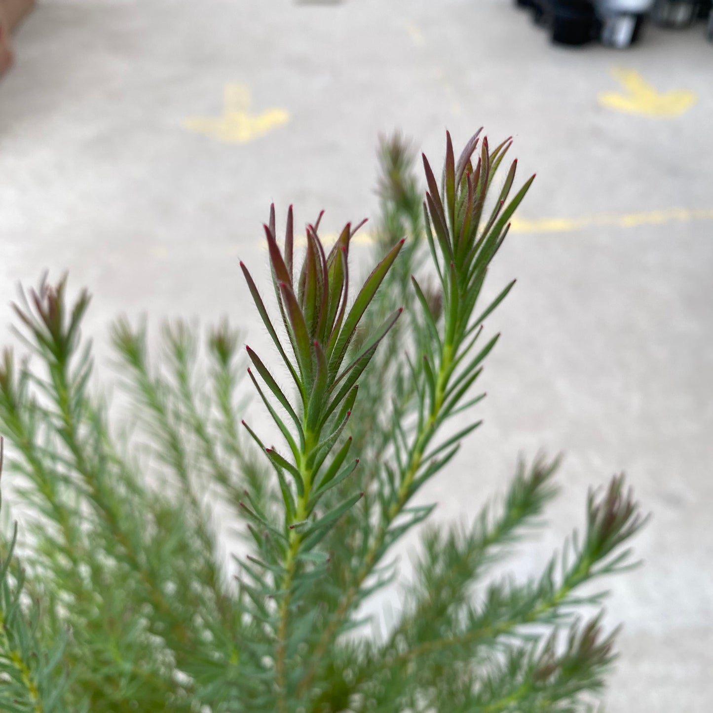 No.28006　リュウカデンドロン　フラッシュベベ　5.5号苗鉢