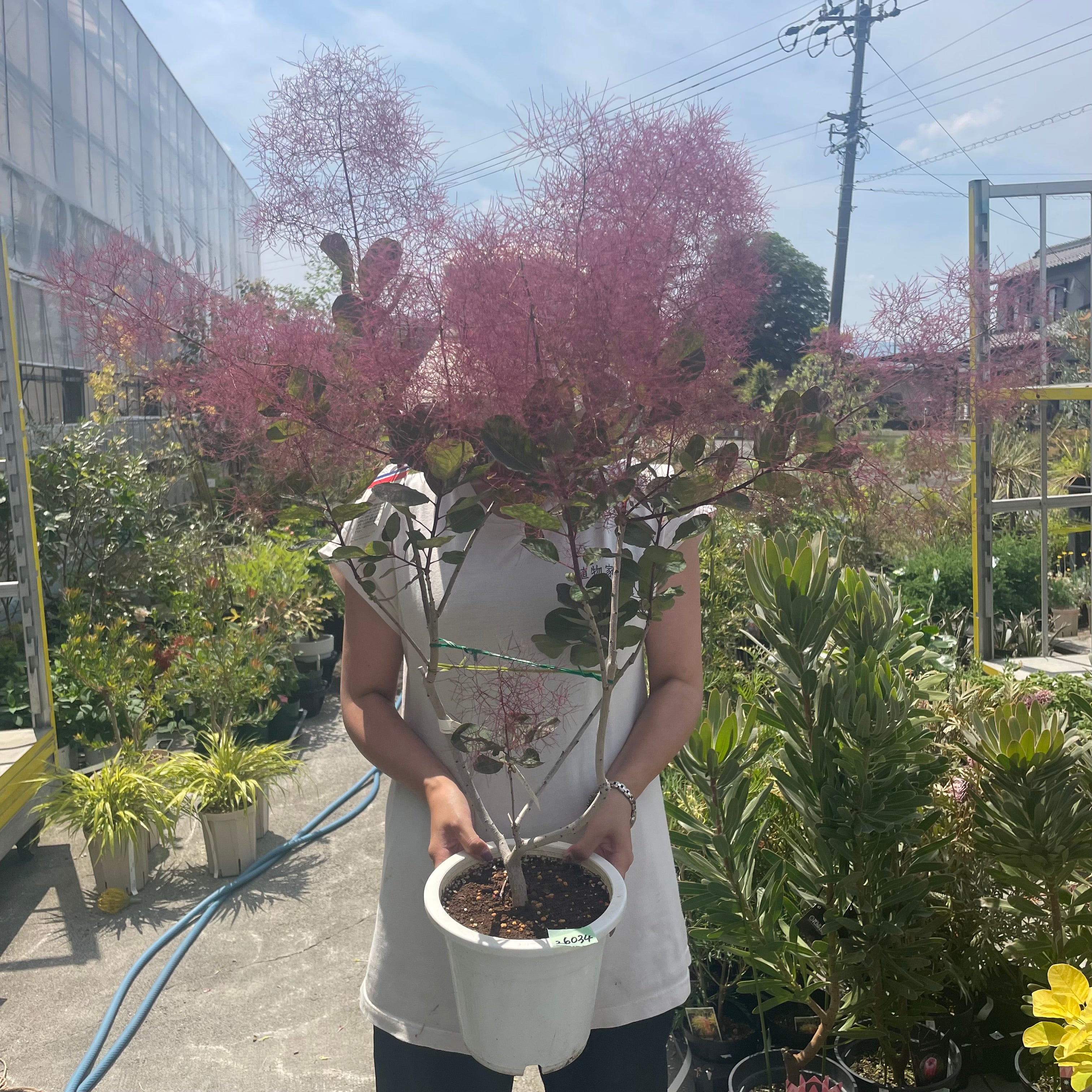 No.26034 スモークツリー ルージュ 7号鉢 – 植物家族