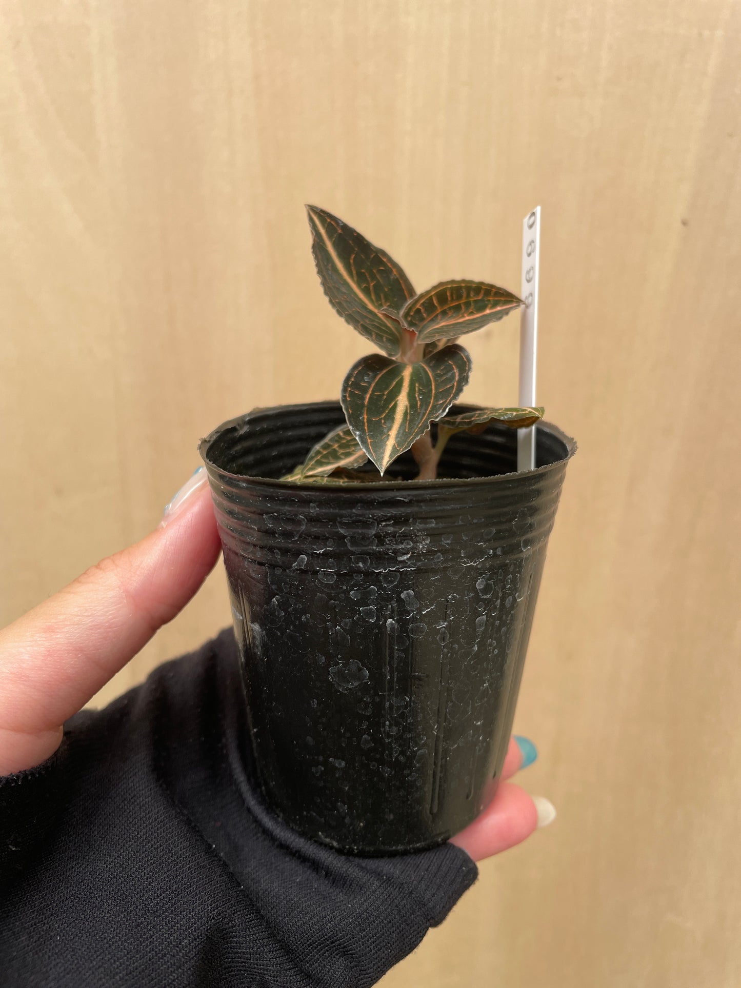 No.04045　ジュエルオーキッド　Anoectochilus spp.from Loas　2号苗ポット