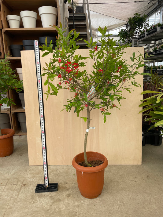 No.17002　ミッキーマウスツリー　オクナセルラータ　7号鉢