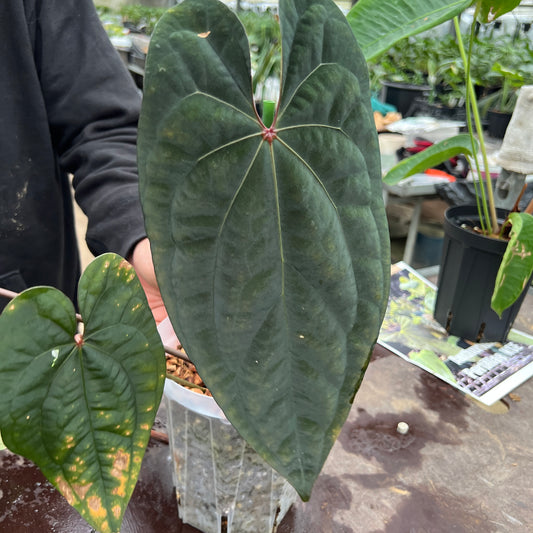 URBAN JUNGLE特集★U53　アンスリウム　エースオブスペード　5号鉢